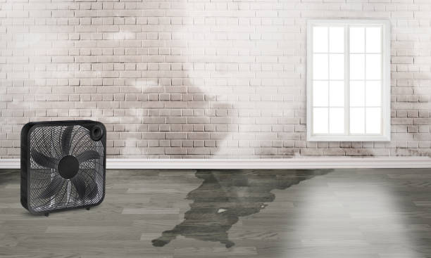  Tolono, IL Water damage restoration Pros